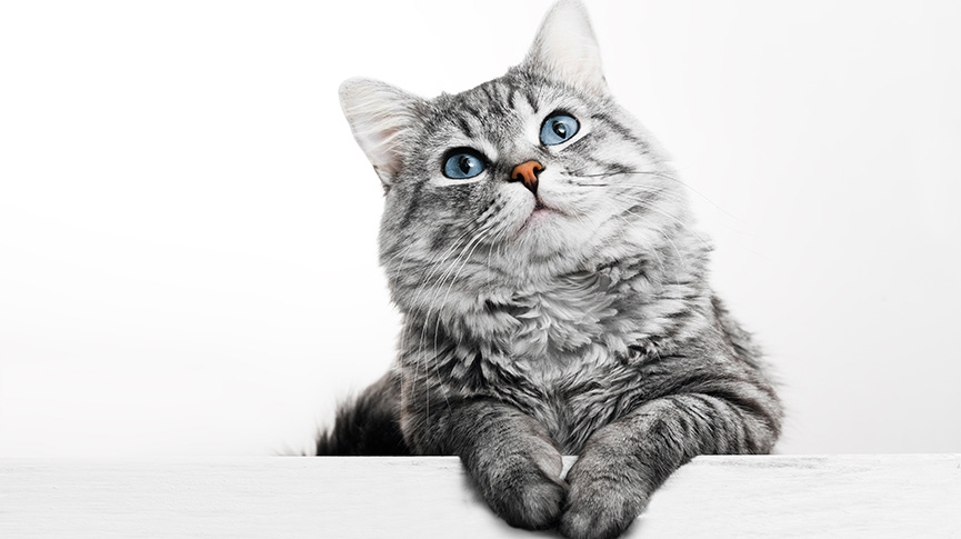 守護貓貓靈活身影-關節炎成因-症狀與保健品推薦